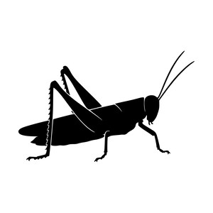 Puede incluir: Una silueta negra sólida de un saltamontes visto de perfil, con largas patas traseras de bordes dentados, un cuerpo segmentado, dos largas antenas que salen de la cabeza y alas plegadas que descansan sobre el dorso del insecto.