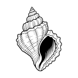 May include: A black and white line art illustration of a spiral seashell. The drawing features detailed cross-hatching and contour lines to define the textured surface, the pointed spire, and the wide, open aperture of the marine gastropod shell.