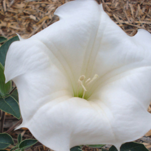 Heirloom Flower Seeds: Moon Flower, Night Blooming, Drought Tolerant, Deer Resistant, Free Shipping
