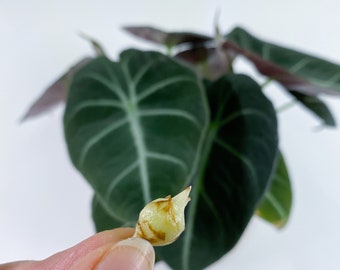 Alocasia Black Etsy