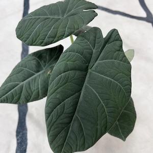 アロカシア マハラニ アルボ Variegated alocasia maharani - Etsy 日本