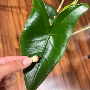 Zebrina Alocasia- Grow your own Corm