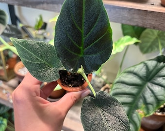 Antoro Velvet Alocasia - Grow your own Corm