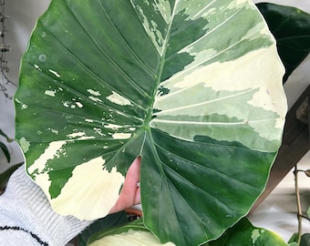 buy zz raven plant Zamioculcas/Zz Plant Raven 6"