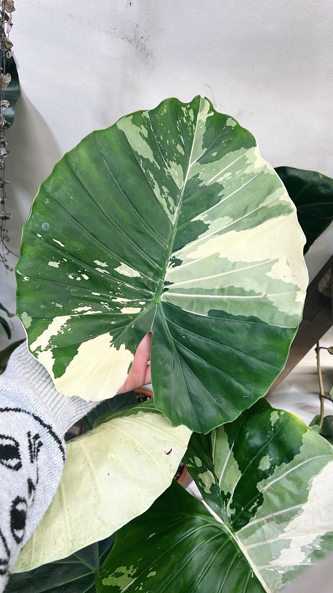 アロカシア ユカタンプリンセス オーレア 観葉植物 アロカシア ユカタンプリンセス 4号鉢 グリーン 室内用