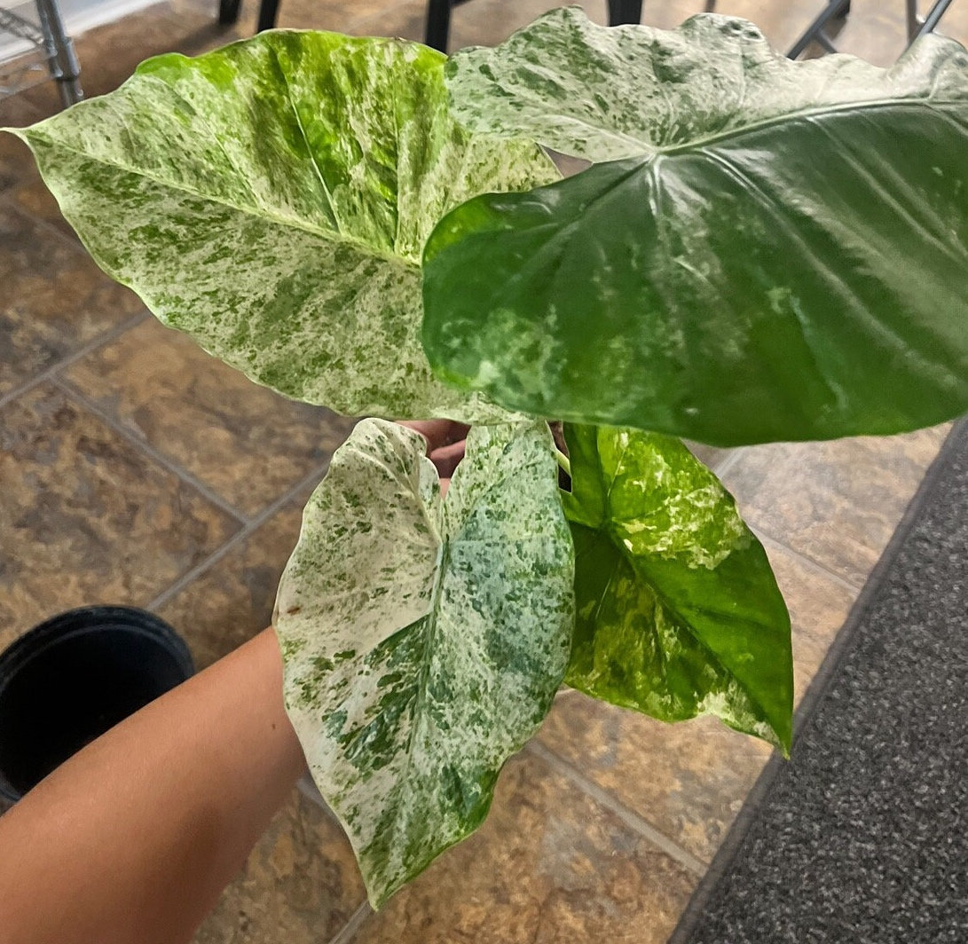 Alocasia yucatan princess - Etsy 日本