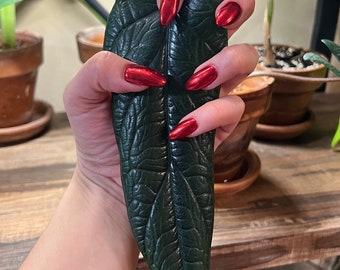 SCALPRUM Alocasia- Grow your own Corm