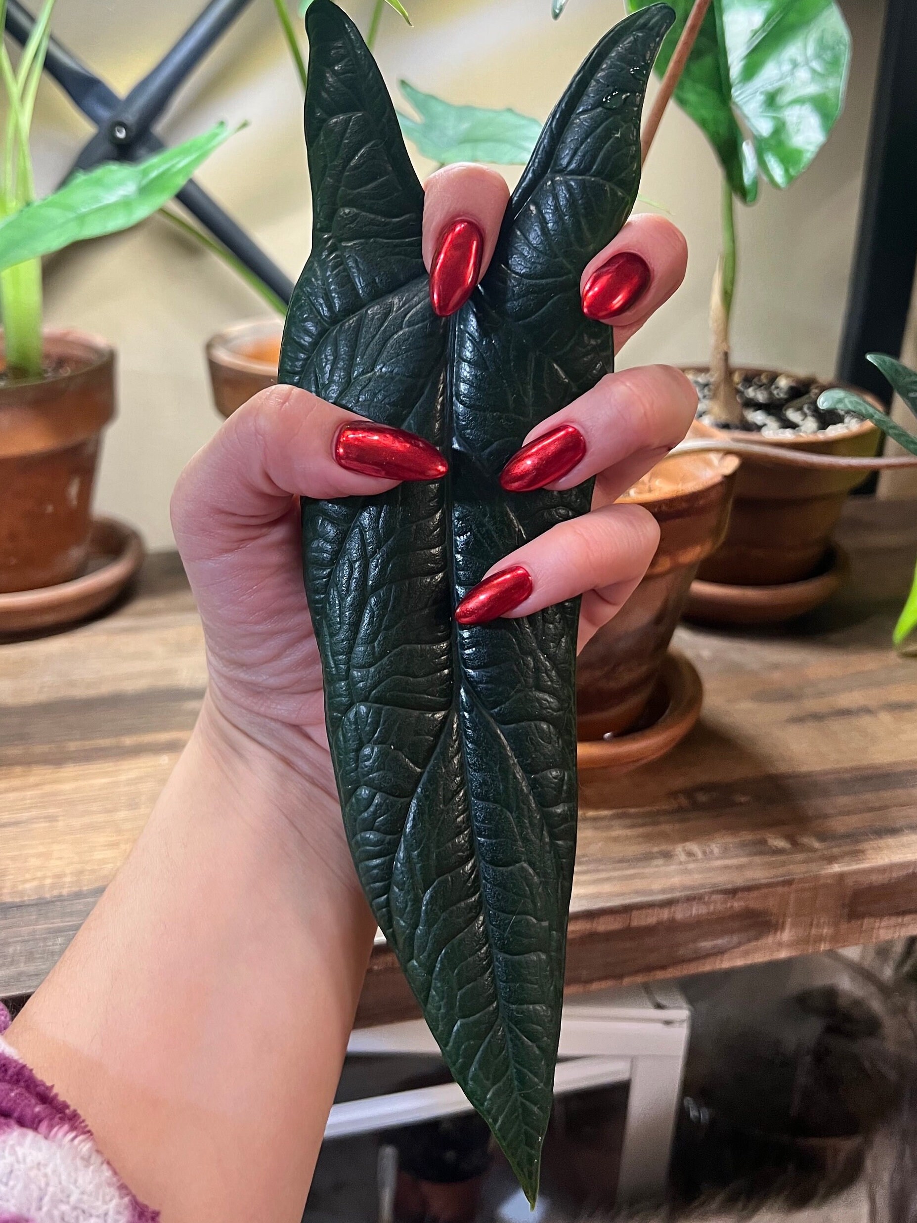 Alocasia serendipity variegated - Etsy 日本 Alocasia serendipity variegated - Etsy 日本