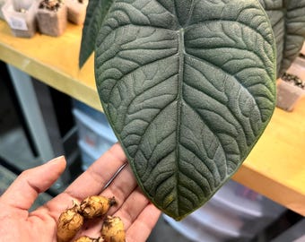 MELO Alocasia- Grow your own Corm