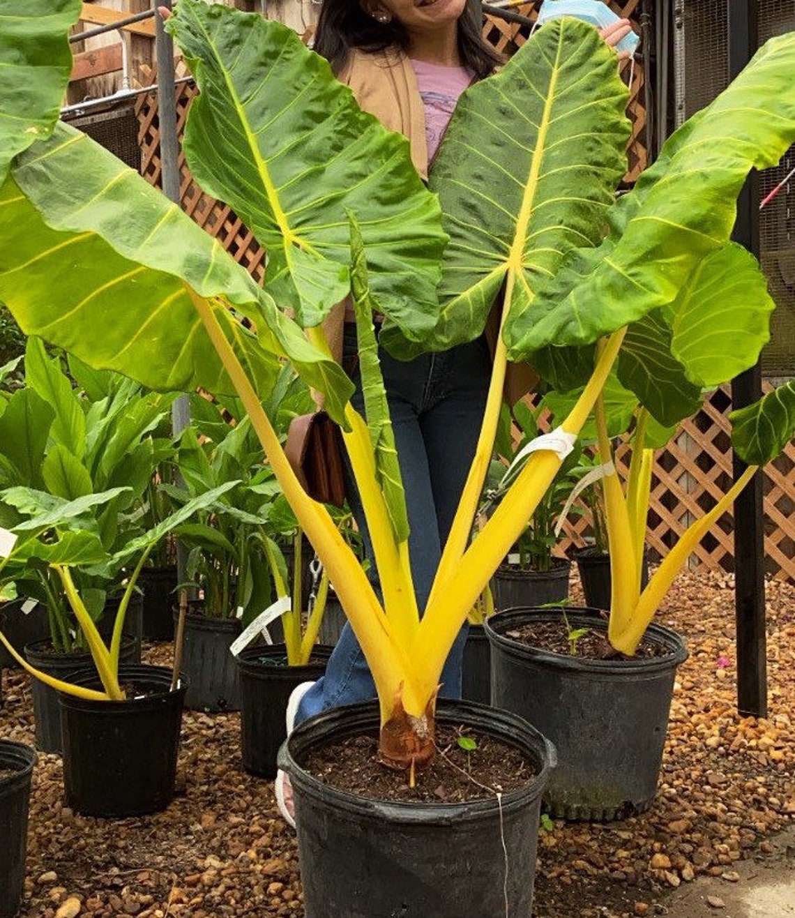 Lutea Alocasia Grow your own Corm | Etsy