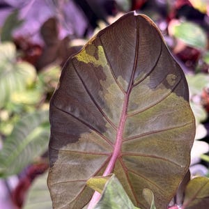 Alocasia yucatan princess - Etsy 日本