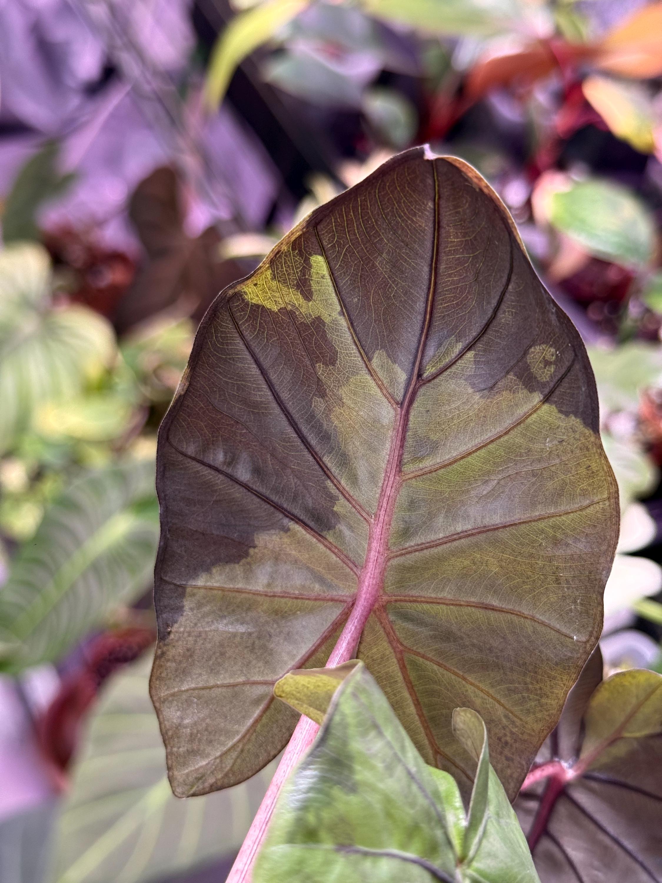 Alocasia yucatan princess - Etsy 日本
