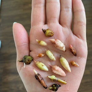 May include: A collection of small, irregularly shaped plant bulbs in varying shades of brown, beige, and pink. Some bulbs have small, pointed tips. The bulbs are held in an open hand against a neutral background.