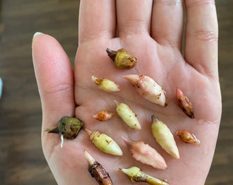 Tajemnicza alocasia – wyhoduj własną bulwę