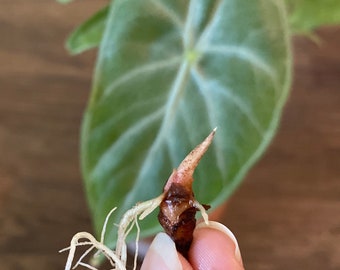 IVORY COAST Alocasia- Grow your own Corm