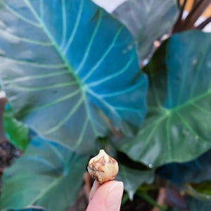 Op de afbeelding: Een bol die tussen vingers wordt gehouden, met een achtergrond van grote, donkergroene bladeren. De bol is lichtbruin met donkerbruine markeringen. De bladeren hebben prominente nerven en een glanzende textuur.