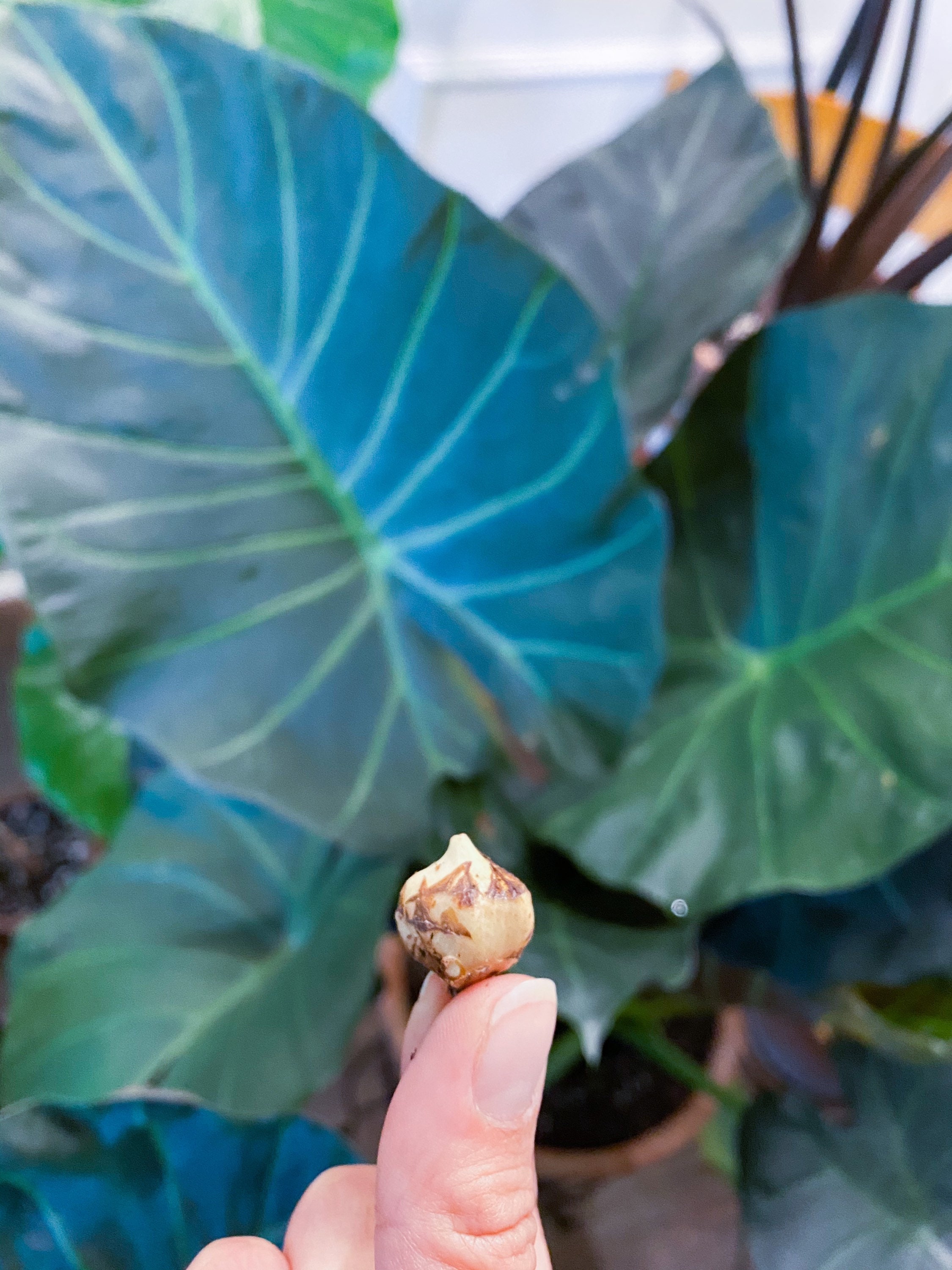 Alocasia regal shields - Etsy 日本 Alocasia regal shields - Etsy 日本