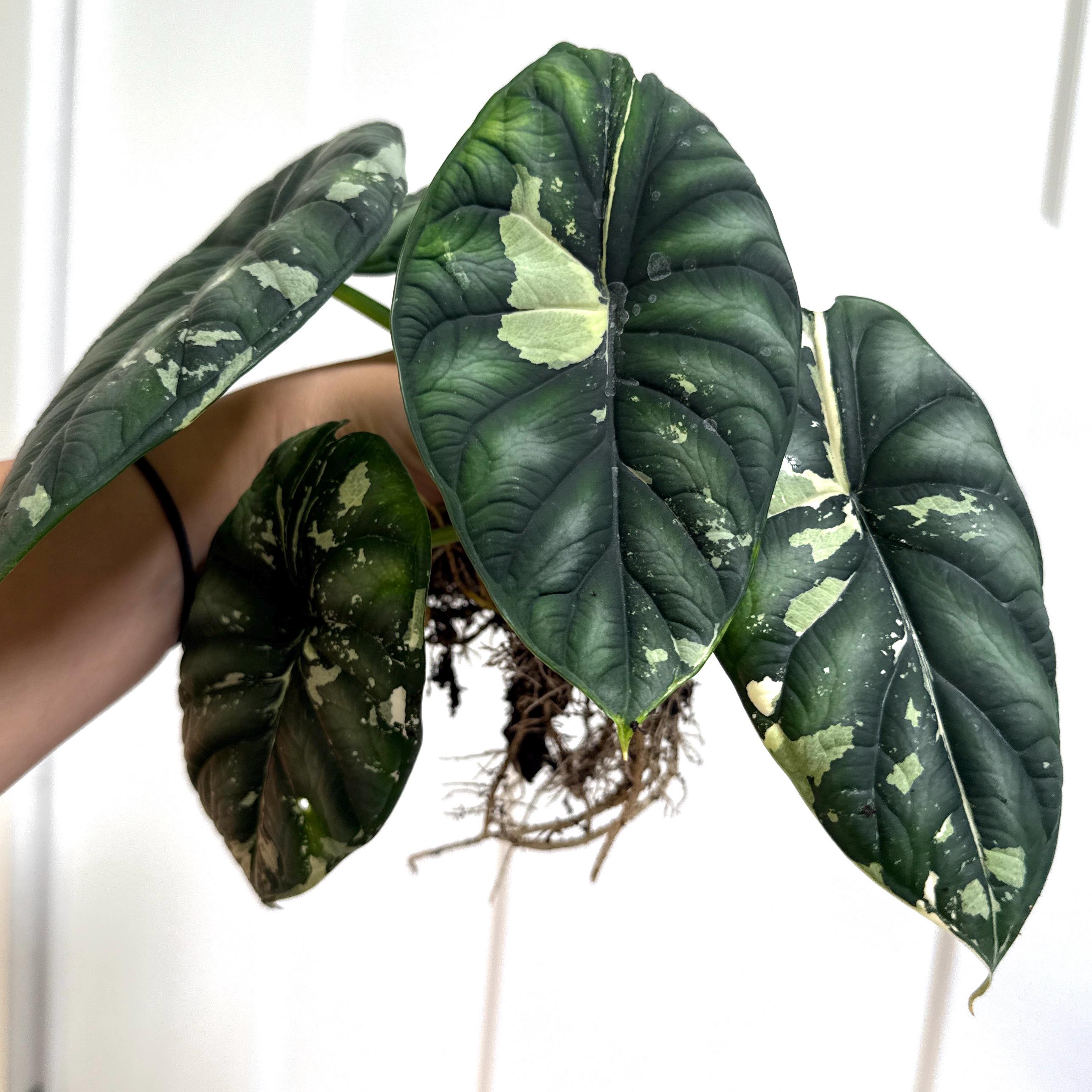Alocasia dragon scale variegated - Etsy 日本