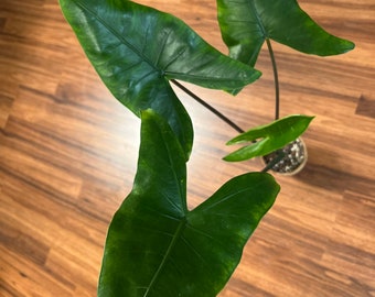 ZEBRINA BLACK STEM Alocasia   - Grow your own Corm