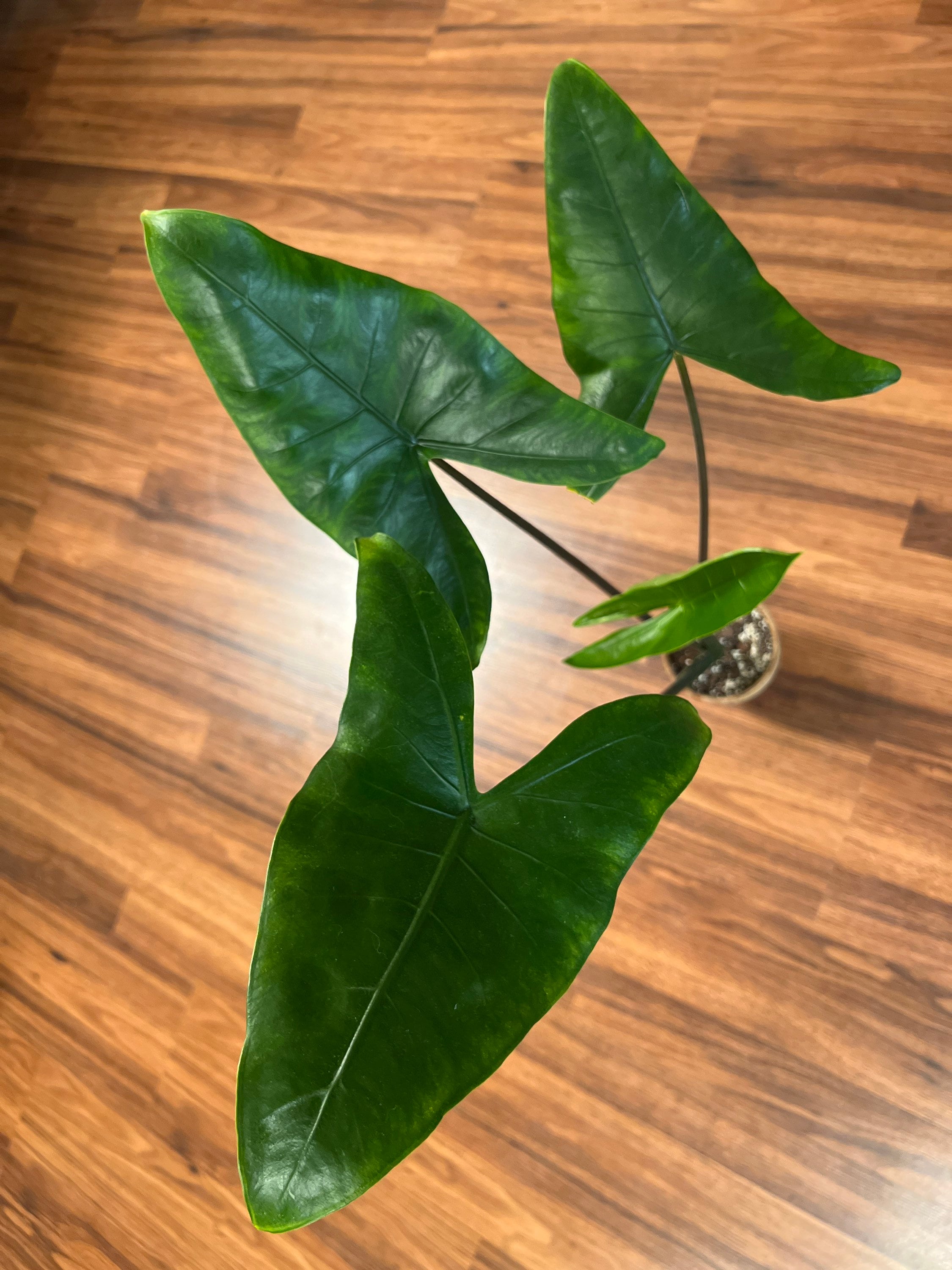 bottle tree bonsai Brachychiton Rupestris | Queensland Bottle Tree | organic plants
