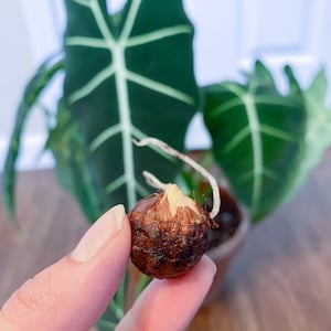 Frydek Alocasia- Grow your own Corm