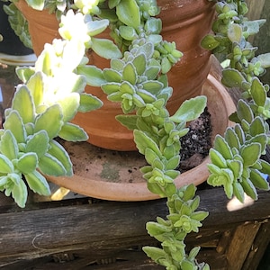 May include: A trailing succulent plant with light green, fuzzy, oval-shaped leaves arranged in dense rosettes along long, cascading stems. The plant is potted in a round, terracotta-coloured clay pot with a matching saucer, displaying a textured surface.