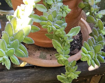 Vicks Pflanzensteckling (Plectranthus tumentosa)