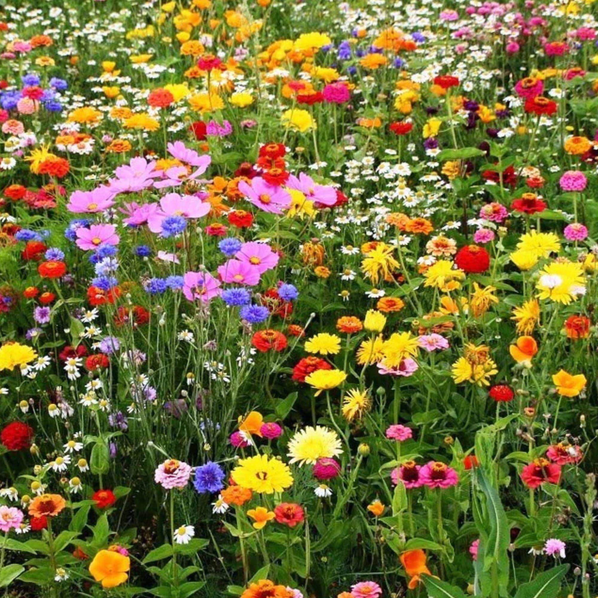 400 Perennial Wildflower Mix Seeds 15 Flower Species Colorful Garden Seed Mix