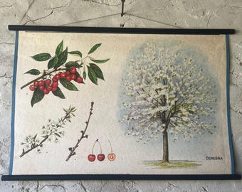 Affiche botanique vintage « Cerisier » | Čerešňa | Poster éducatif déroulant | Décoration murale botanique