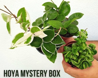 Hoya Mystery Plant Box!