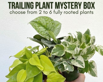 Trailing Plants Mystery Box - Hanging Plant Gift Box, Easy Plant Bundle, Potted Plants (not cuttings)