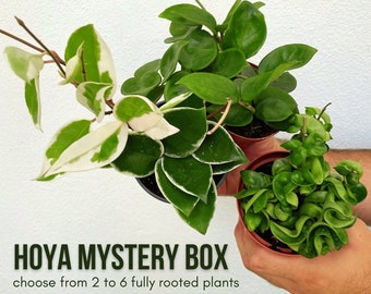 Hoya Mystery Box - Plant Gift Box, Hoya Bundle, Pet Friendly Plants, Potted Plants (not cuttings)