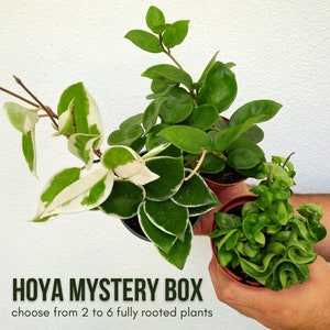 Hoya Mystery Box - Plant Gift Box, Hoya Bundle, Pet Friendly Plants, Potted Plants (not cuttings)