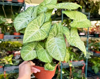 6” Syngonium white butterfly