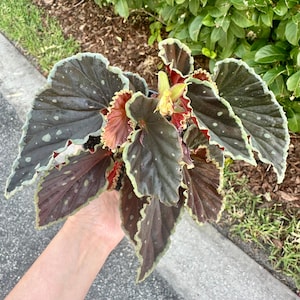 May include: A close-up of a Begonia plant with large, dark green leaves speckled with white spots. The leaves have ruffled edges with a light green border. The plant has red and yellow flowers.