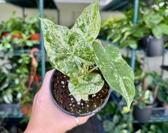 4” Alocasia blizzard | macrorrhiza splash variegata tricolor / mint