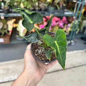 May include: A small potted plant with large, dark green leaves with prominent veins. The leaves have a slightly wavy texture and a vibrant, healthy appearance. The plant is held in a black plastic pot, showcasing a tropical houseplant.
