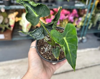 Sansevieria Kirkii Coppertone - 4” Pot - Etsy