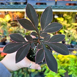 May include: A potted plant featuring dark, nearly black, lance-shaped leaves with distinct, thin, vibrant pink margins. The foliage is arranged in a compound, symmetrical pattern radiating from a central stem, set in a small black plastic container.