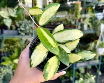 Hoya Inflata - Pick Your Plant, 4