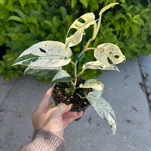 May include: A potted Monstera plant with variegated leaves. The leaves are a mix of green and white, with unique hole patterns. The plant is in a small black pot, held by a person. The background features green foliage and a concrete surface.