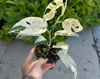 Sansevieria Kirkii Coppertone - 4” Pot - Etsy