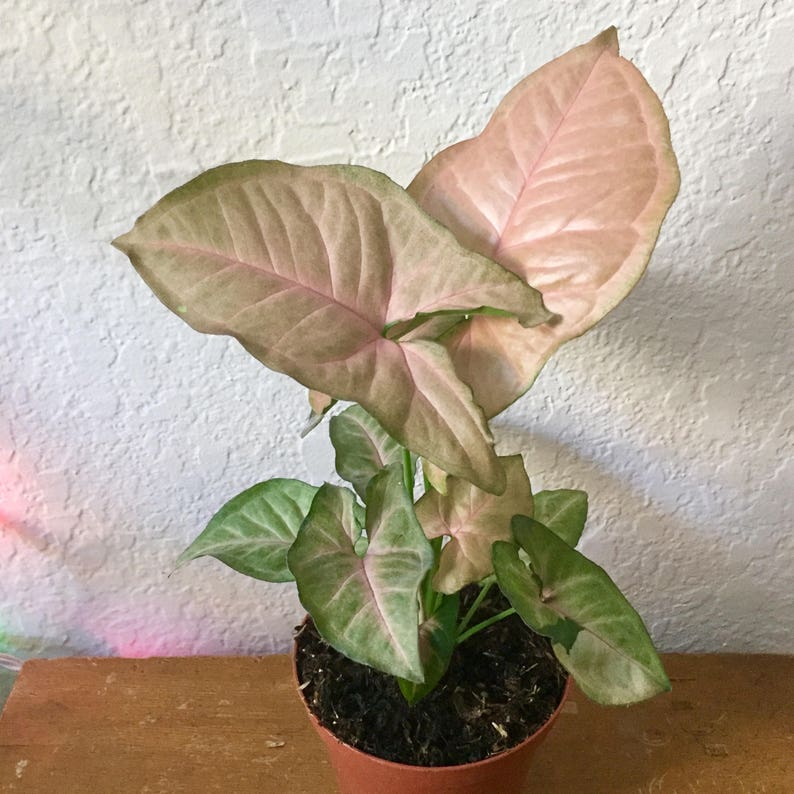 Pink Syngonium podophyllum arrowhead vine large 4 | Etsy