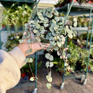 Ceropegia woodii - String of Hearts - 5” pot - US SELLER