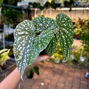 May include: A potted Begonia maculata plant, also known as a polka dot begonia, with large, green leaves covered in white spots. The plant is held in a brown pot, with other plants visible in the background.