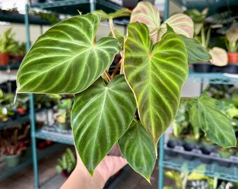 6” Philodendron verrucosum