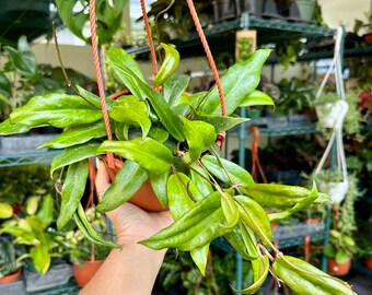 6” Hoya ilagiorum