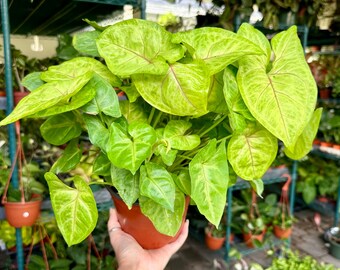 4” Syngonium berry allusion