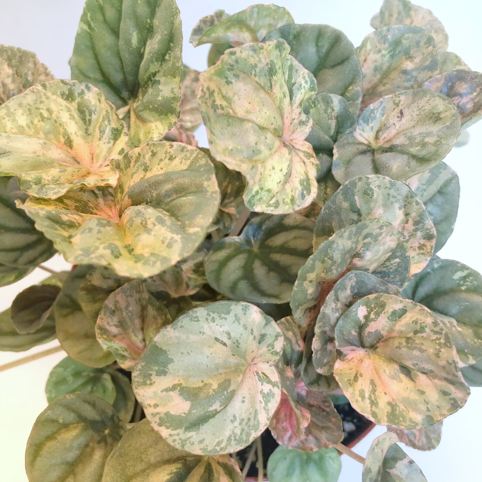 Ripple Peperomia Pink Marble Pink Lady live plant Etsy
