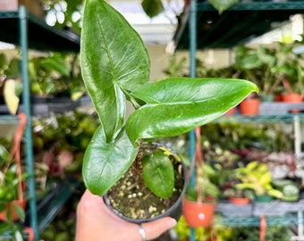 4" Alocasia ‘Zebrina’